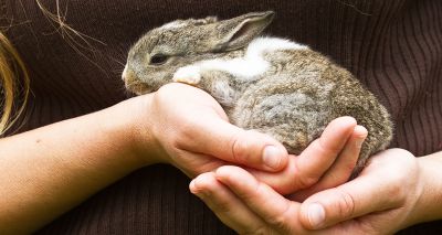 Rabbit sales soar by 200 per cent during lockdown